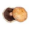 PORTABELLA MUSHROOM