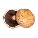 PORTABELLA MUSHROOM