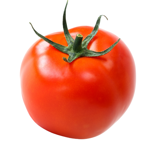 TOMATO HOT HOUSE