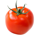 TOMATO HOT HOUSE